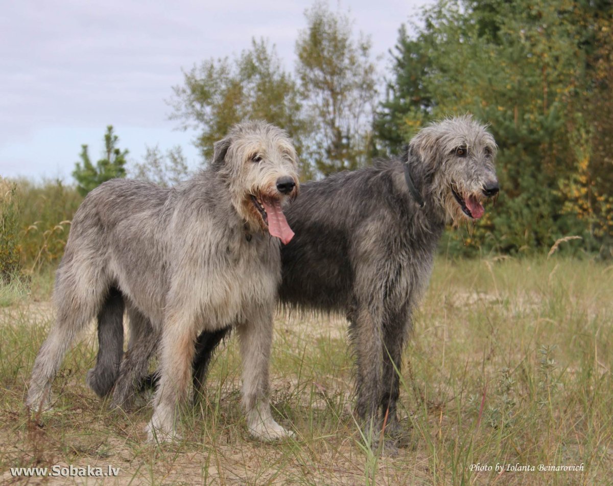 Дирхаунд Шотландская Оленья борзая
