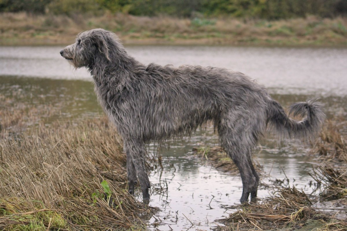 Ирландский волкодав в холке