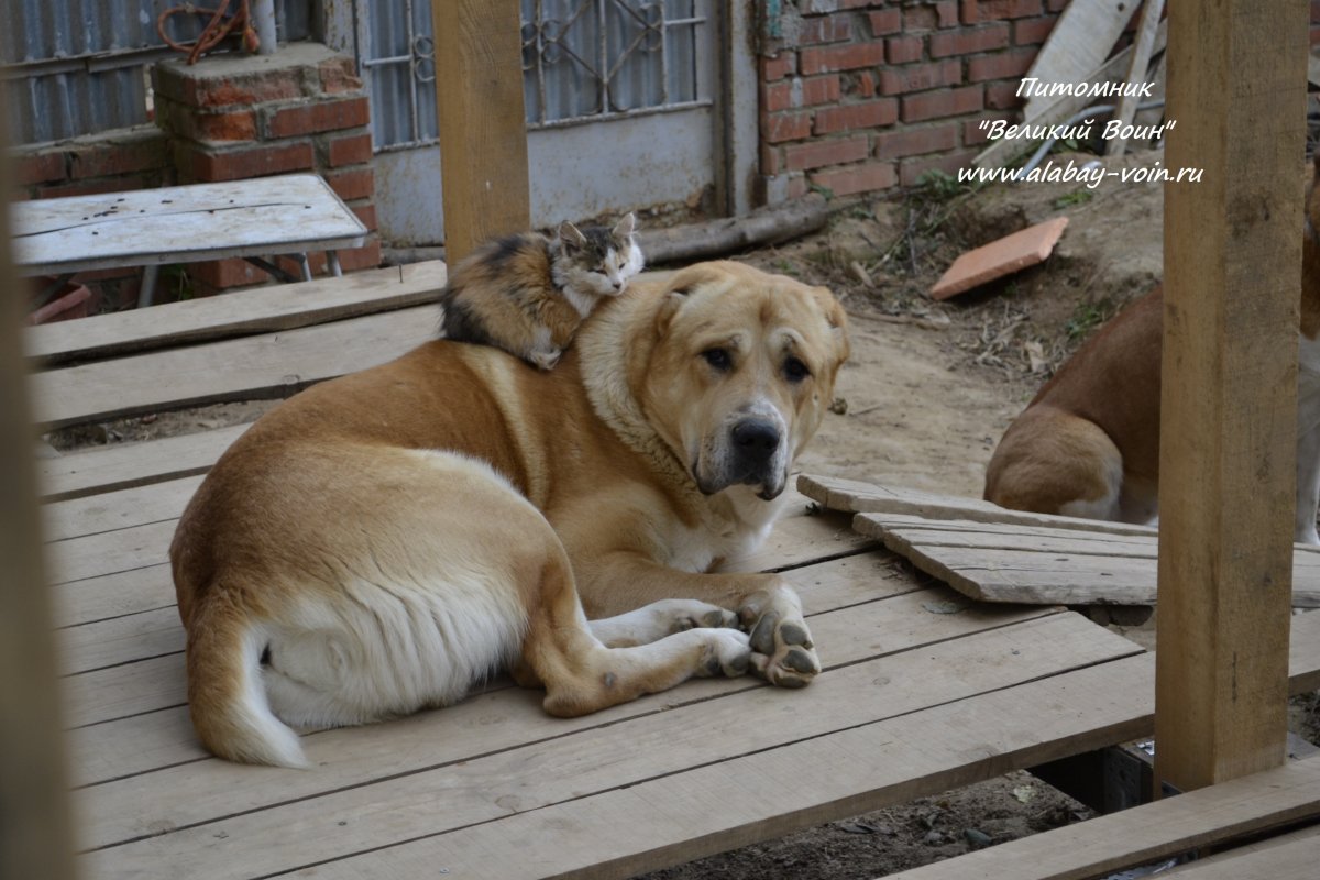 Волкодав Среднеазиатская овчарка алабай