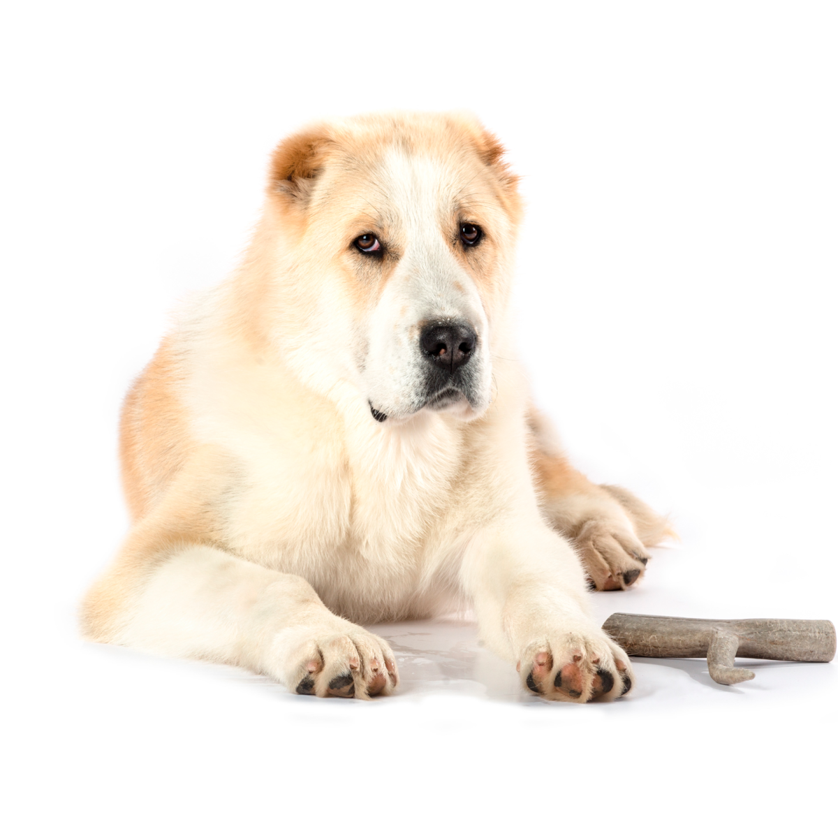 Среднеазиатская овчарка