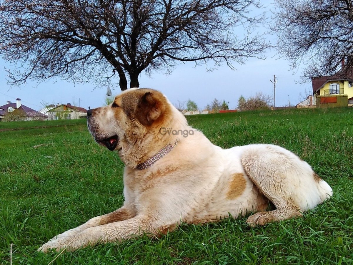 Алабай Елена Шумилова