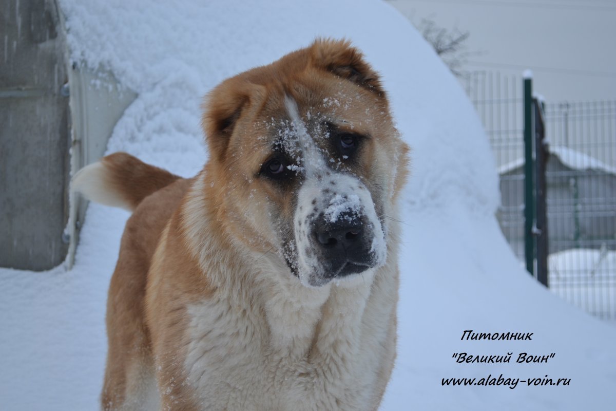 Алабай оранжевый
