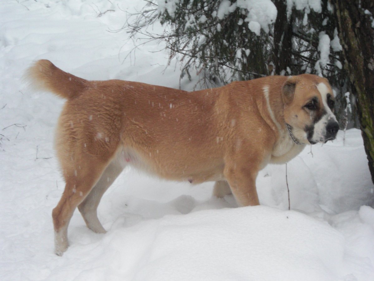 Алабай Аляска