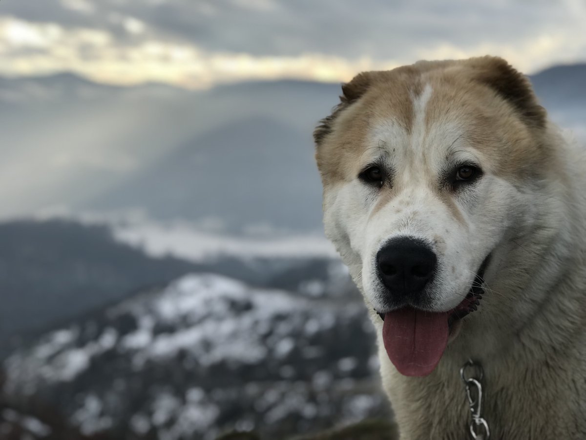 Алабай Среднеазиатская Кавказская