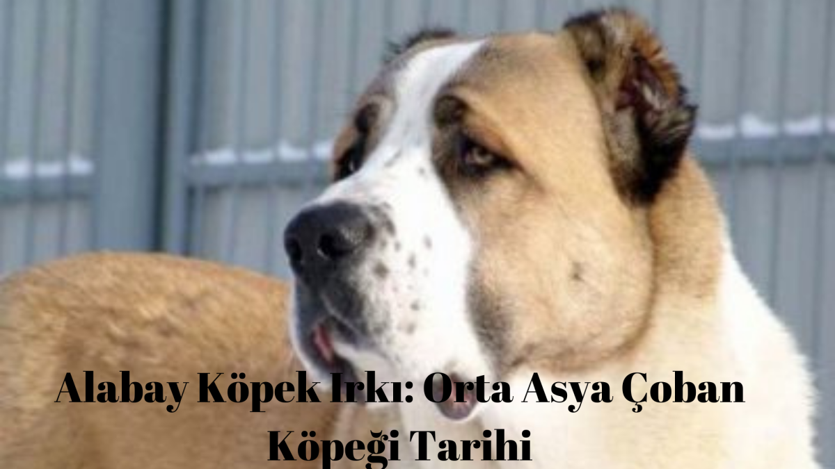 Среднеазиатская овчарка не алабай