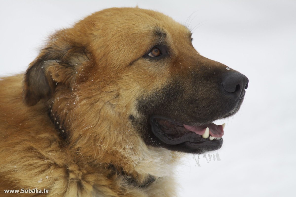 Милый Королевский алабай