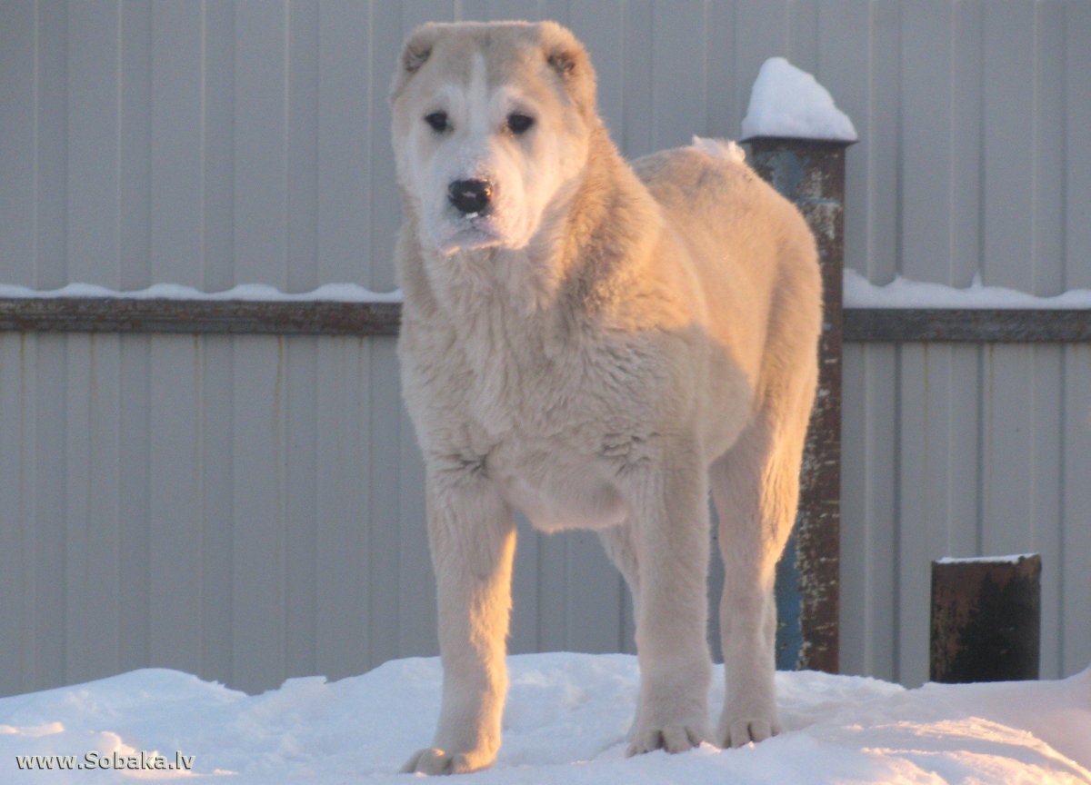 Кавказская сторожевая овчарка