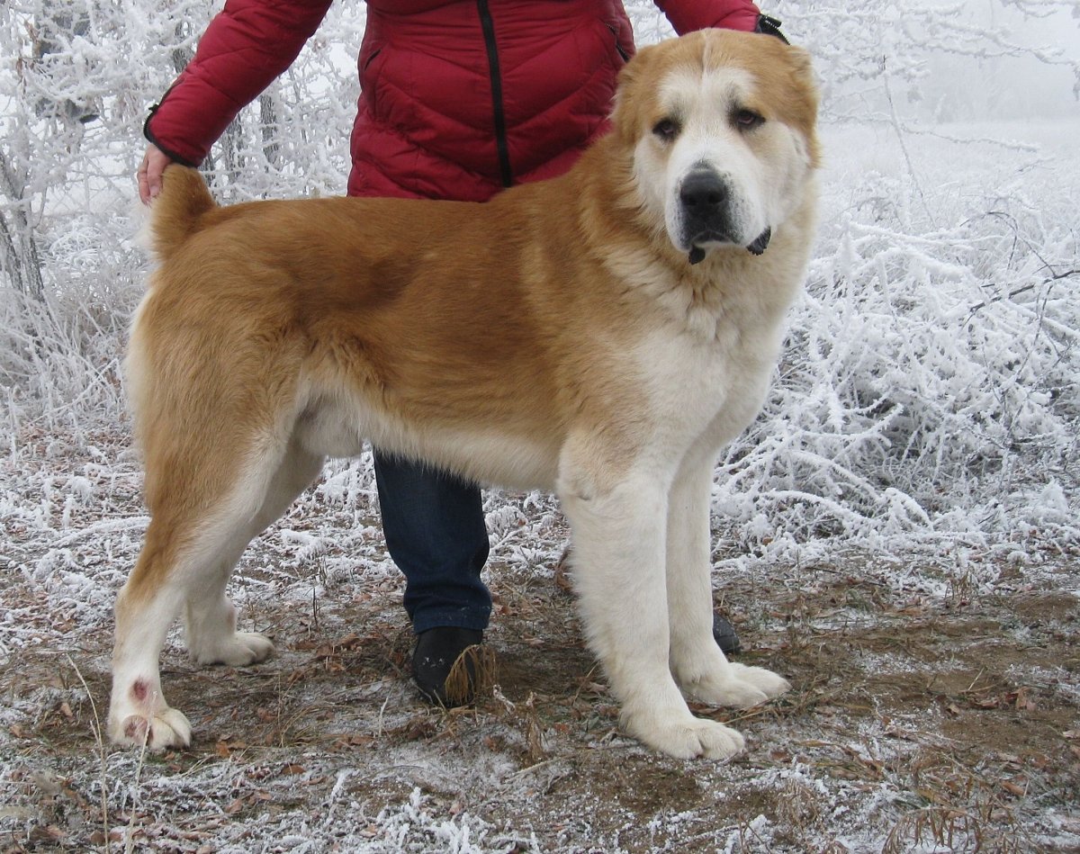 Среднеазиатская овчарка