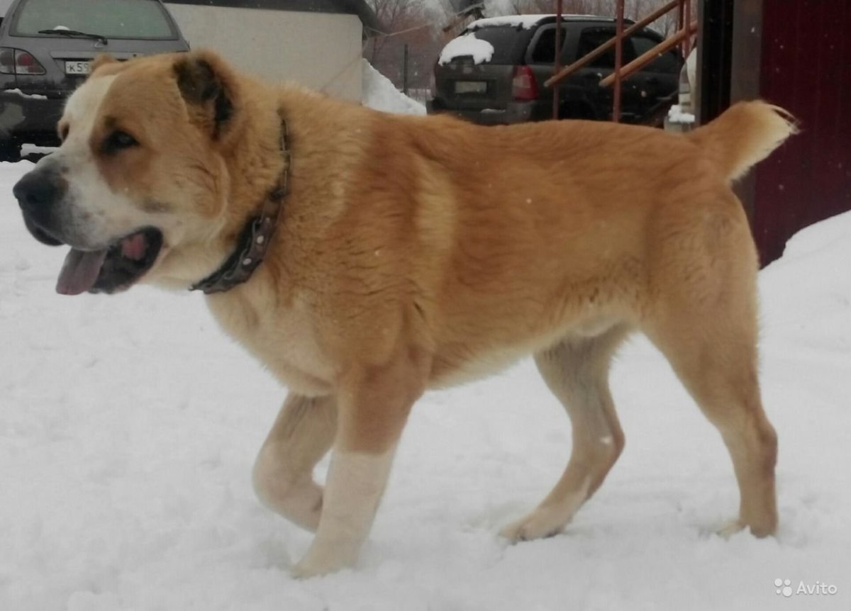 Похожая на алабай рыжий