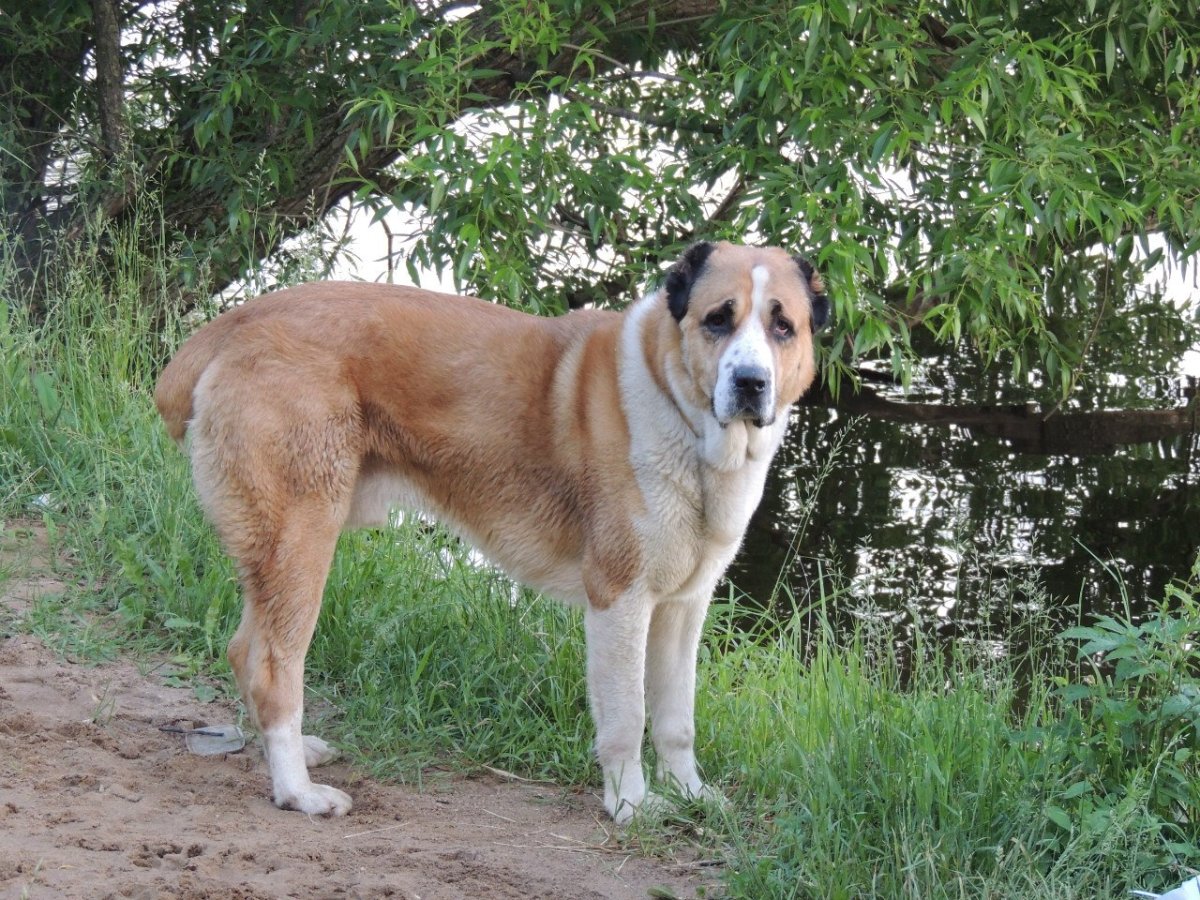 Среднеазиатская овчарка алабай бежевая