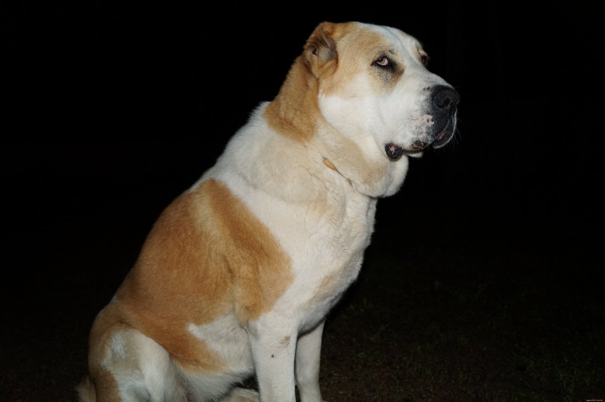 Среднеазиатская овчарка рыжая