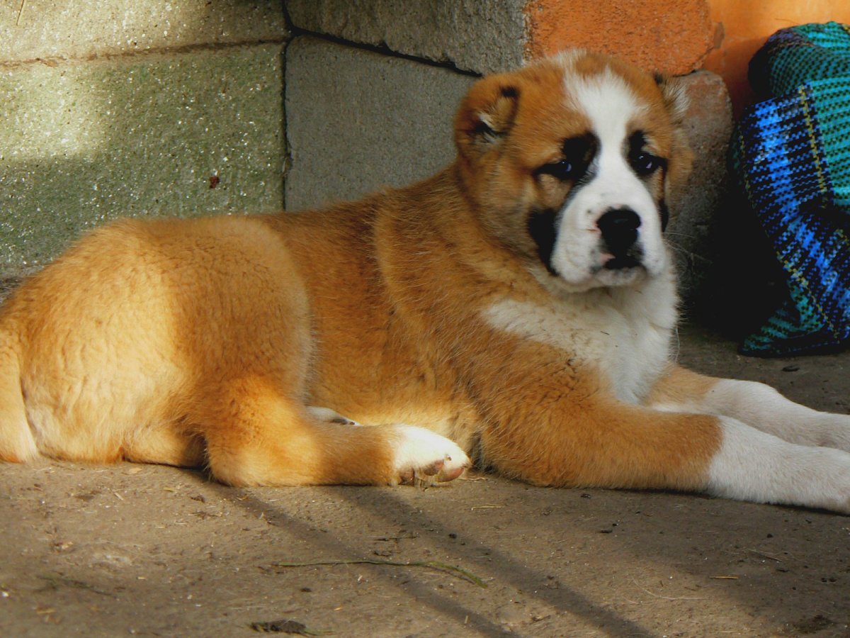 Алабай бежит