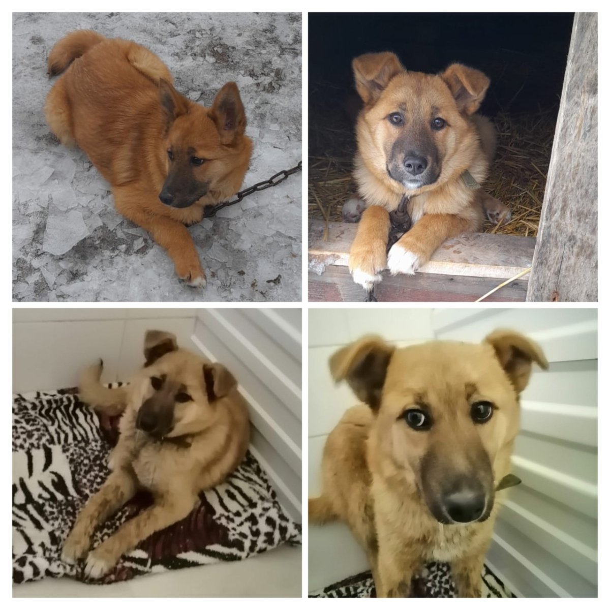 Туркменский алабай рыжий