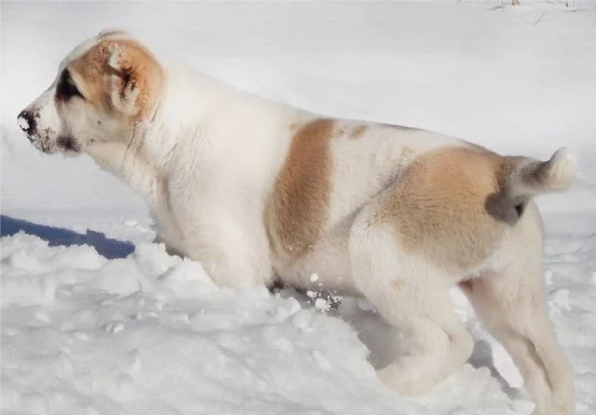 Среднеазиатская овчарка длинношерстная