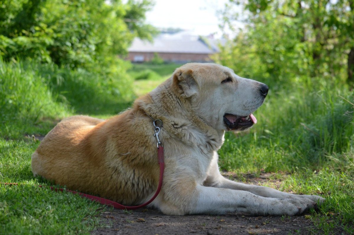 Среднеазиатская овчарка бело- рыжая