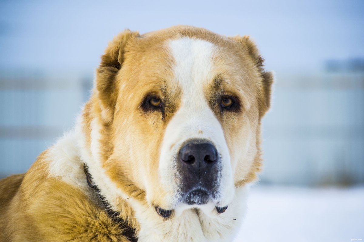 Среднеазиатская овчарка белая