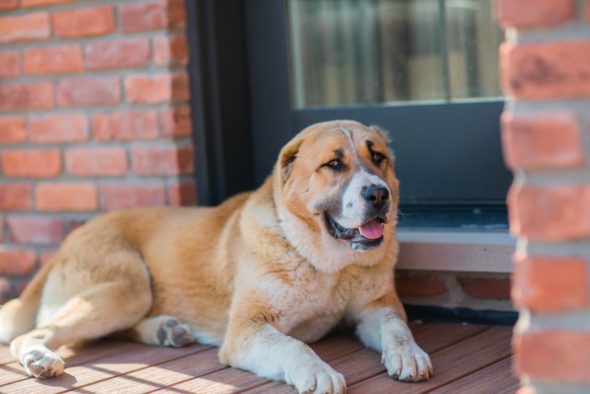 Кошачий алабай