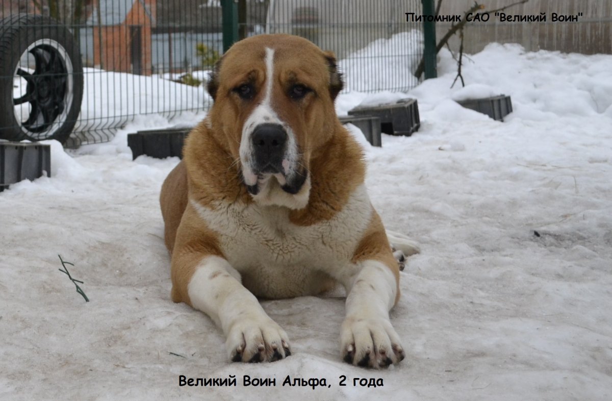 Среднеазиатская овчарка алабай