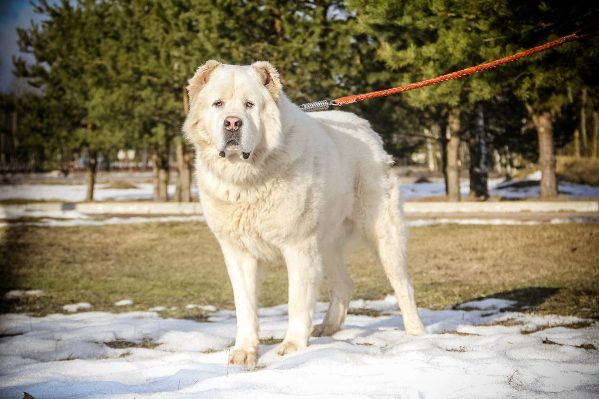 Армянский алабай Гампр