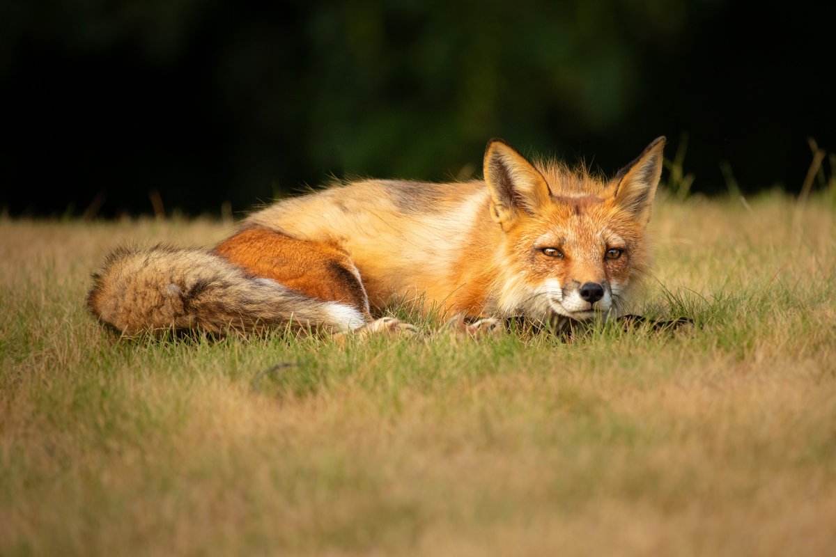Лиса лежит