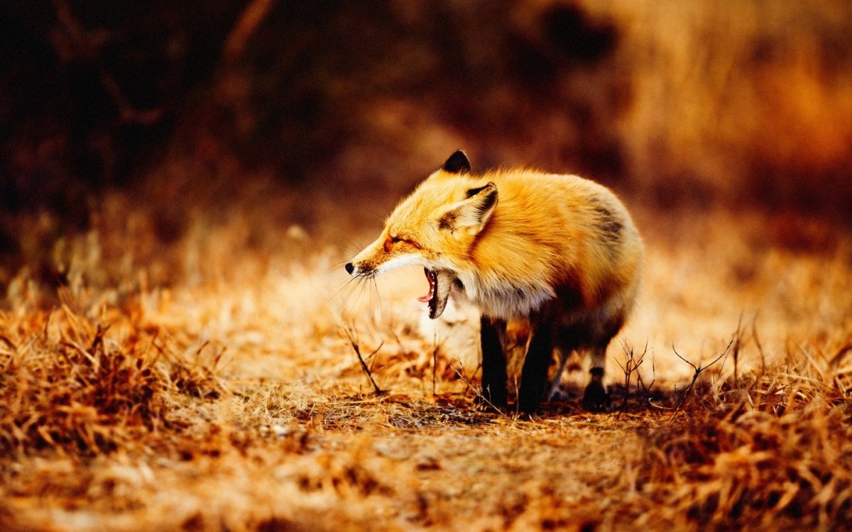 Лисенок осень