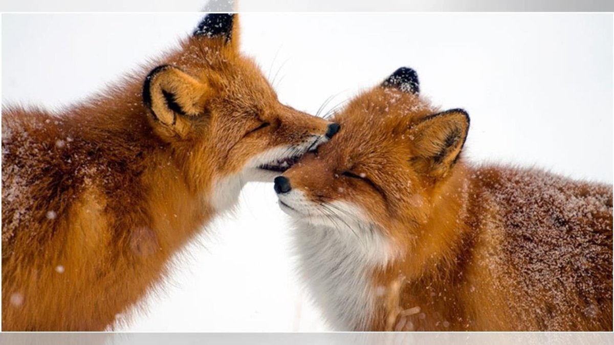 Лис и лисица любовь