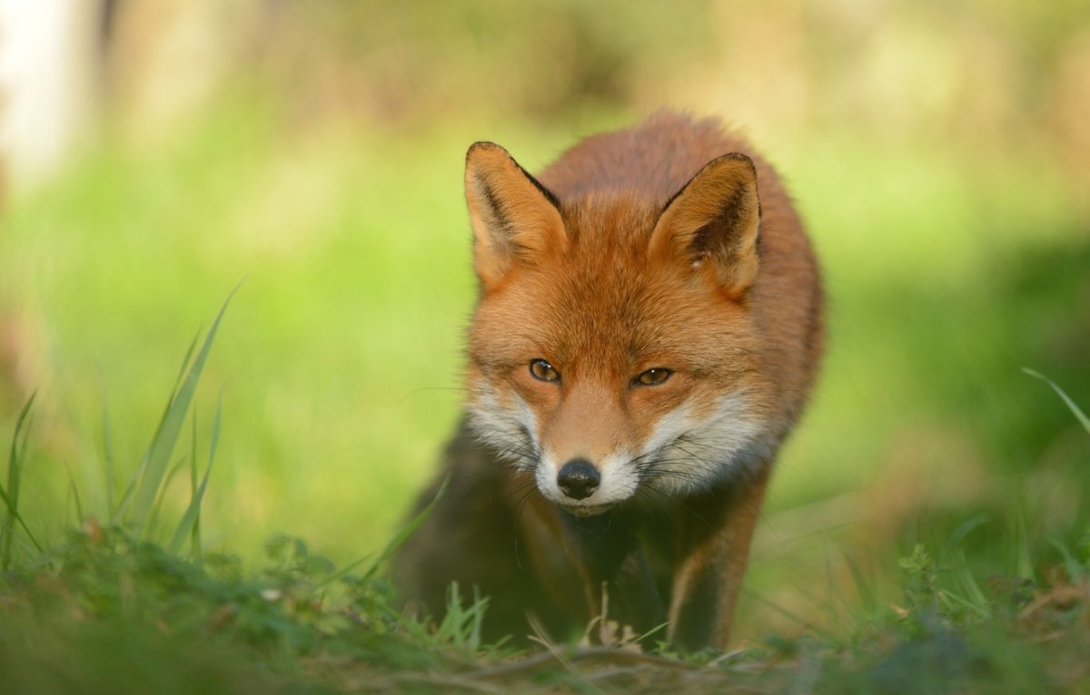 Лиса притаилась