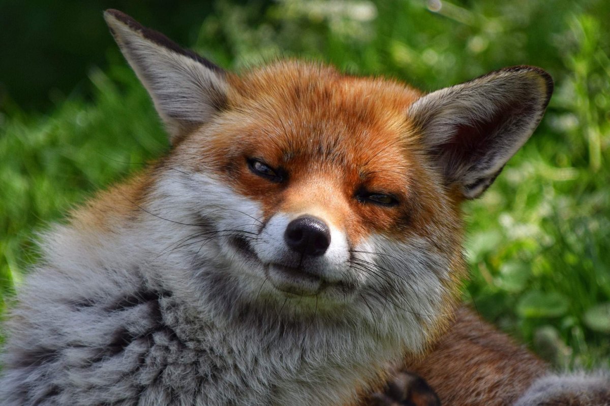 Хитрая лиса