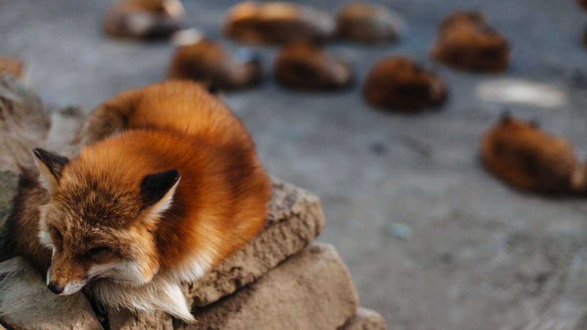 Милые лисички