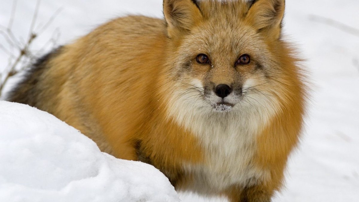 Лиса зимой