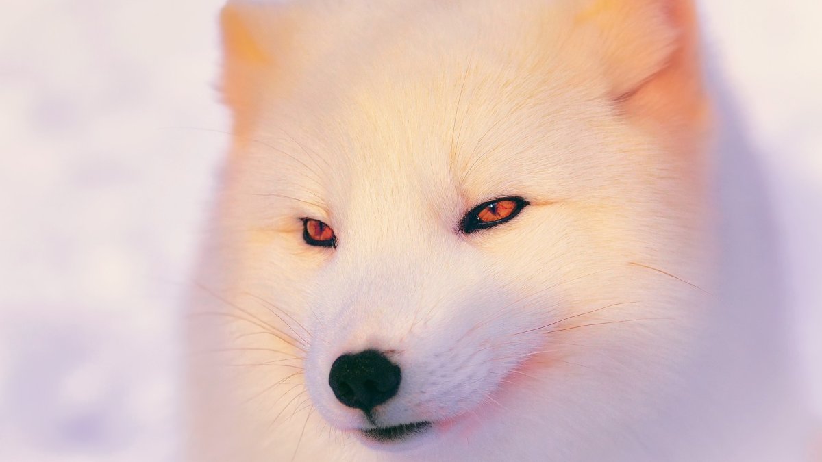 Arctic Fox