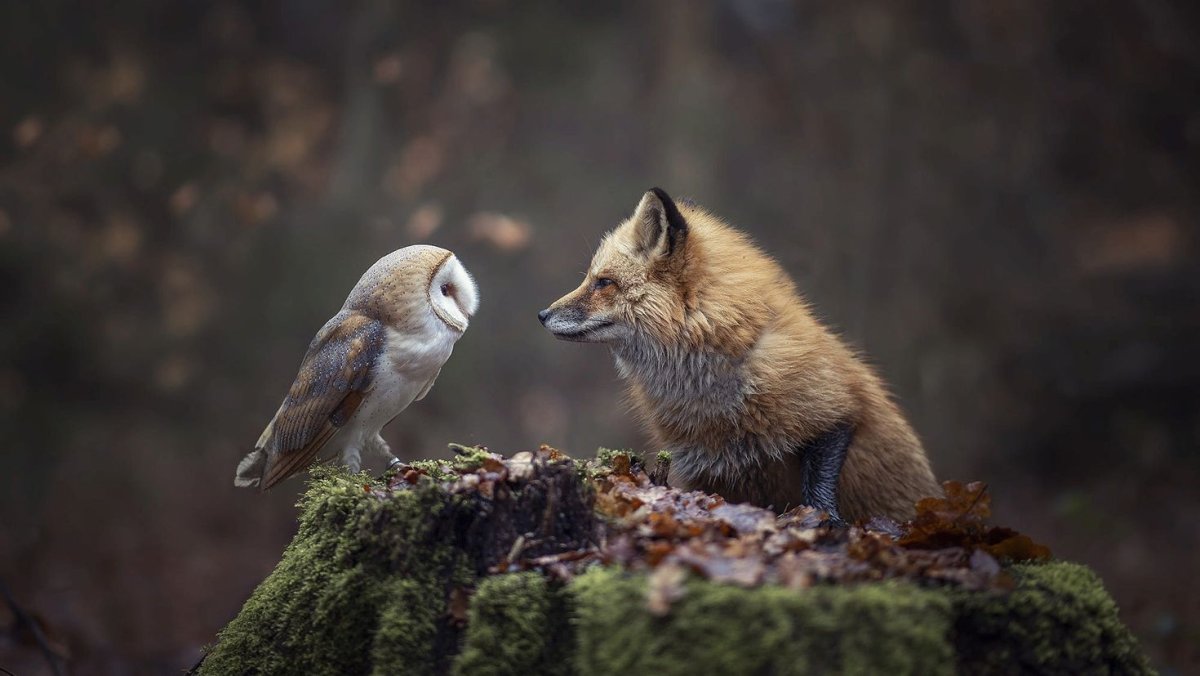 Животные и птицы в лесу