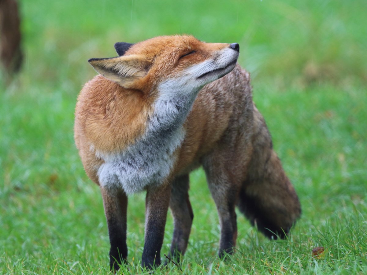 Грациозная лиса