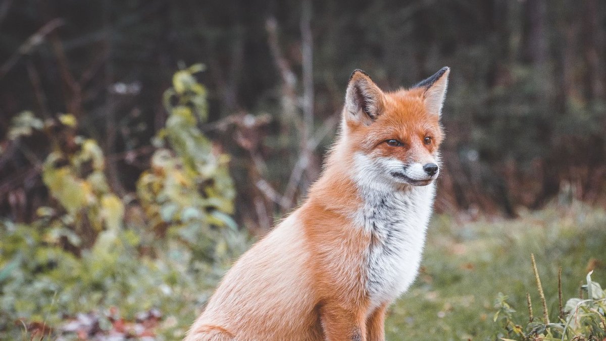 Животный мир национального парка Таганай
