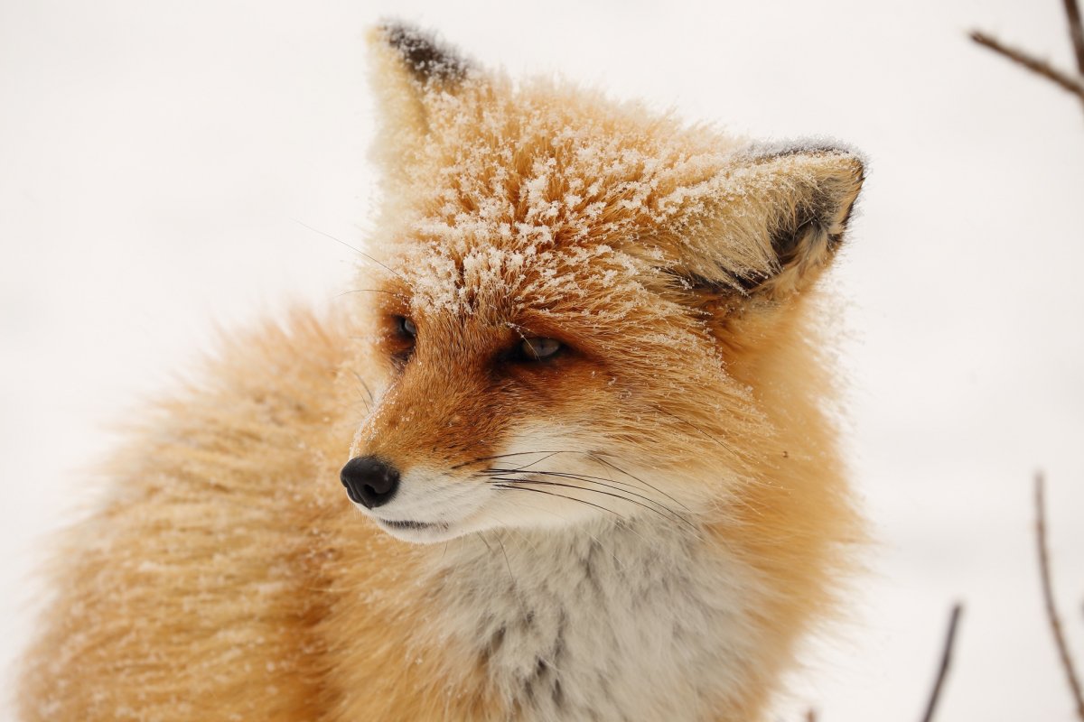 Обои на телефон пушистая лиса