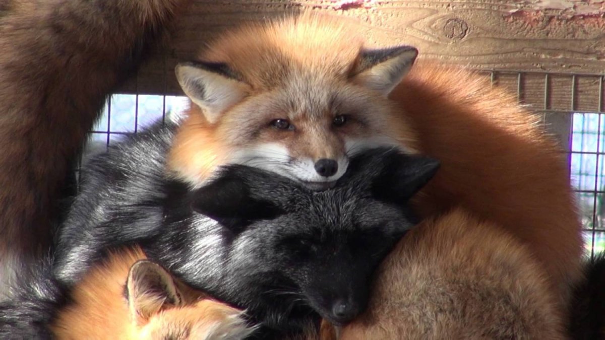 Чернобурая лисица рыжая