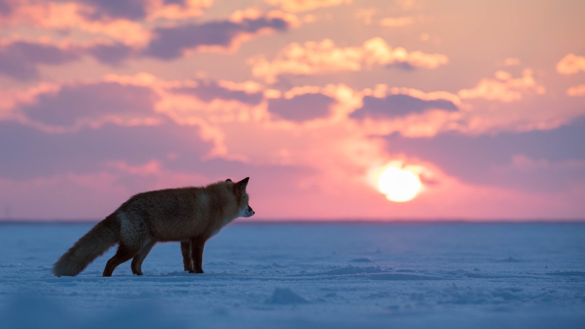 Лиса на закате