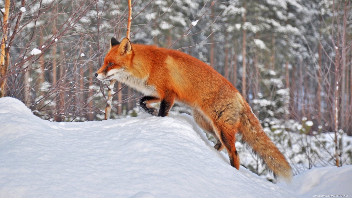 Заяц и лиса зимой