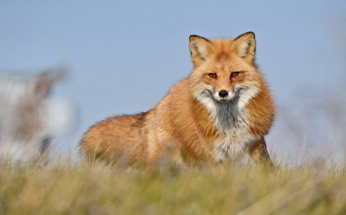 Лиса Шотландия