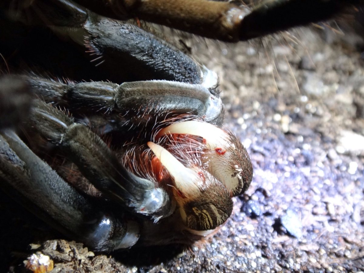 Паук птицеед Голиаф укус