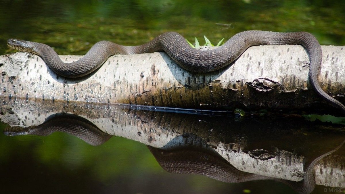 Змея в природе