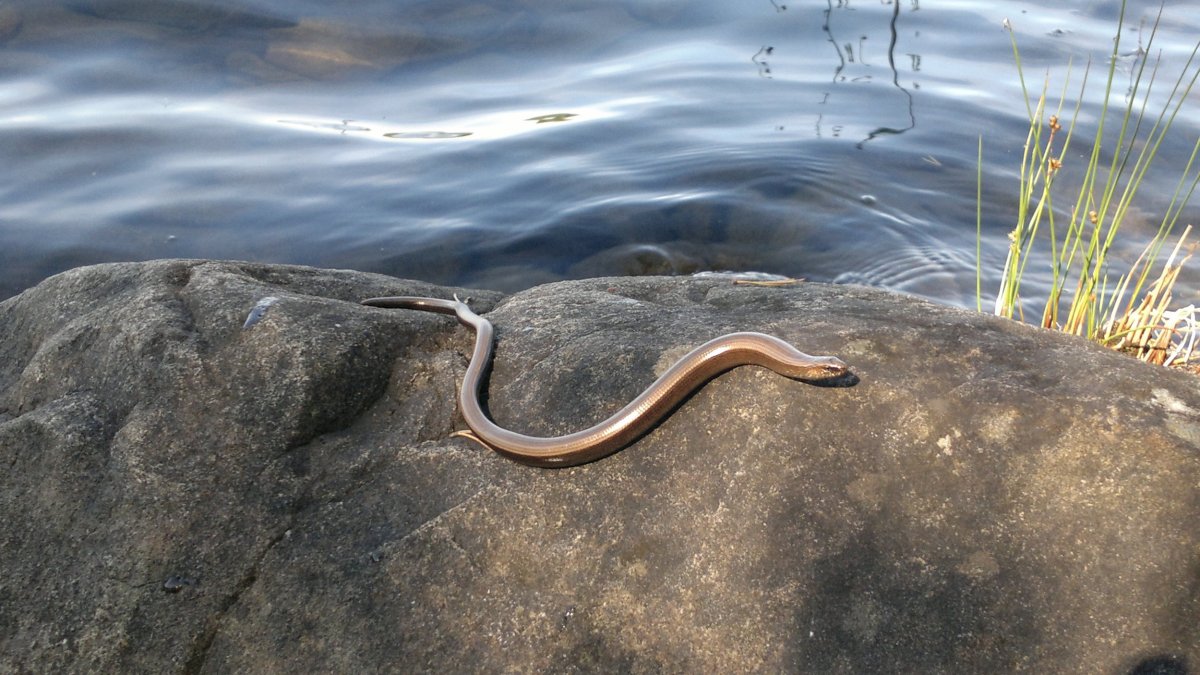 Плавающие змеи