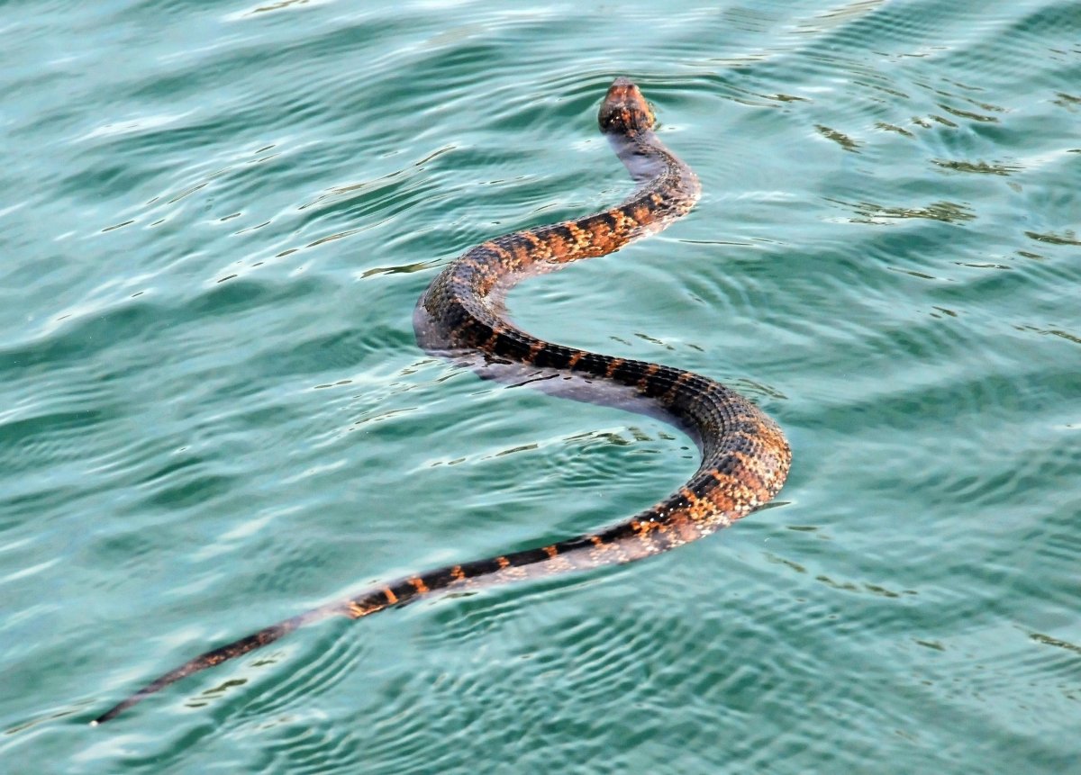 Water Moccasin змея