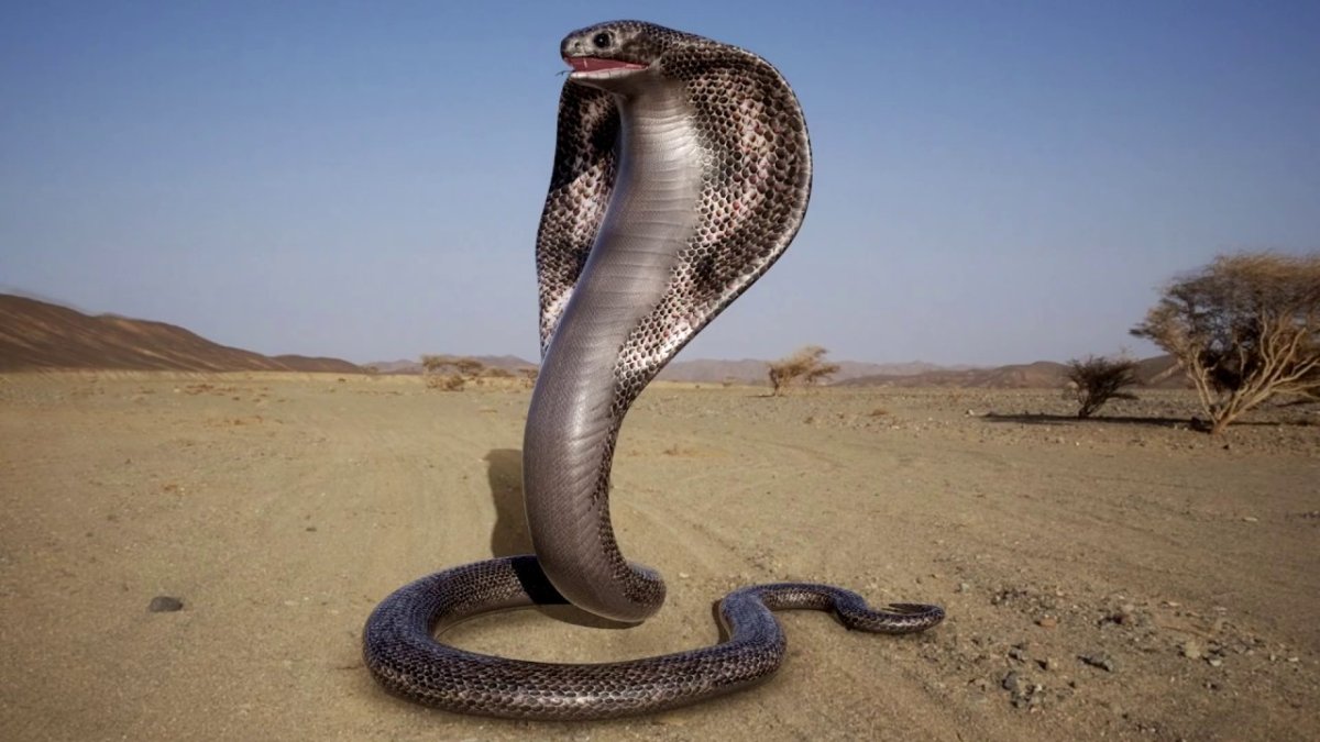 Уж бычколов