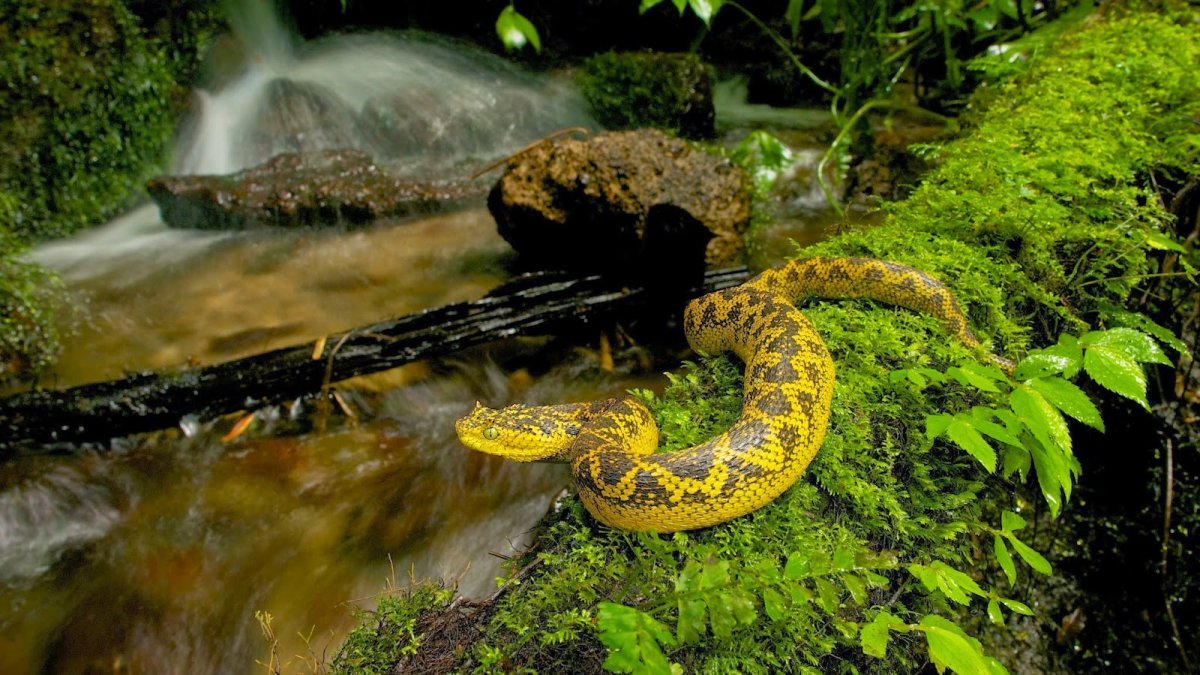Королевский питон морфы Albino