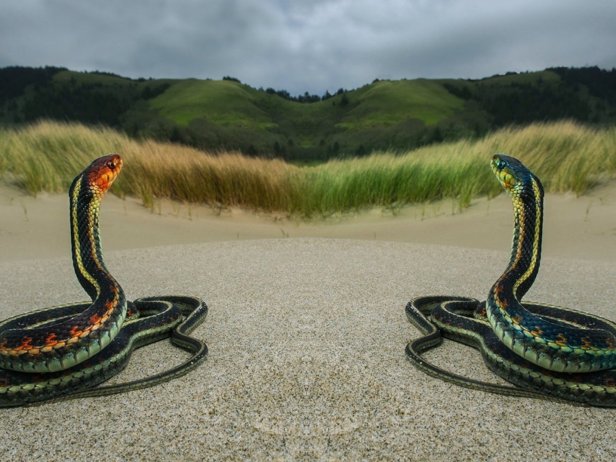 Переплетенные змеи эскиз