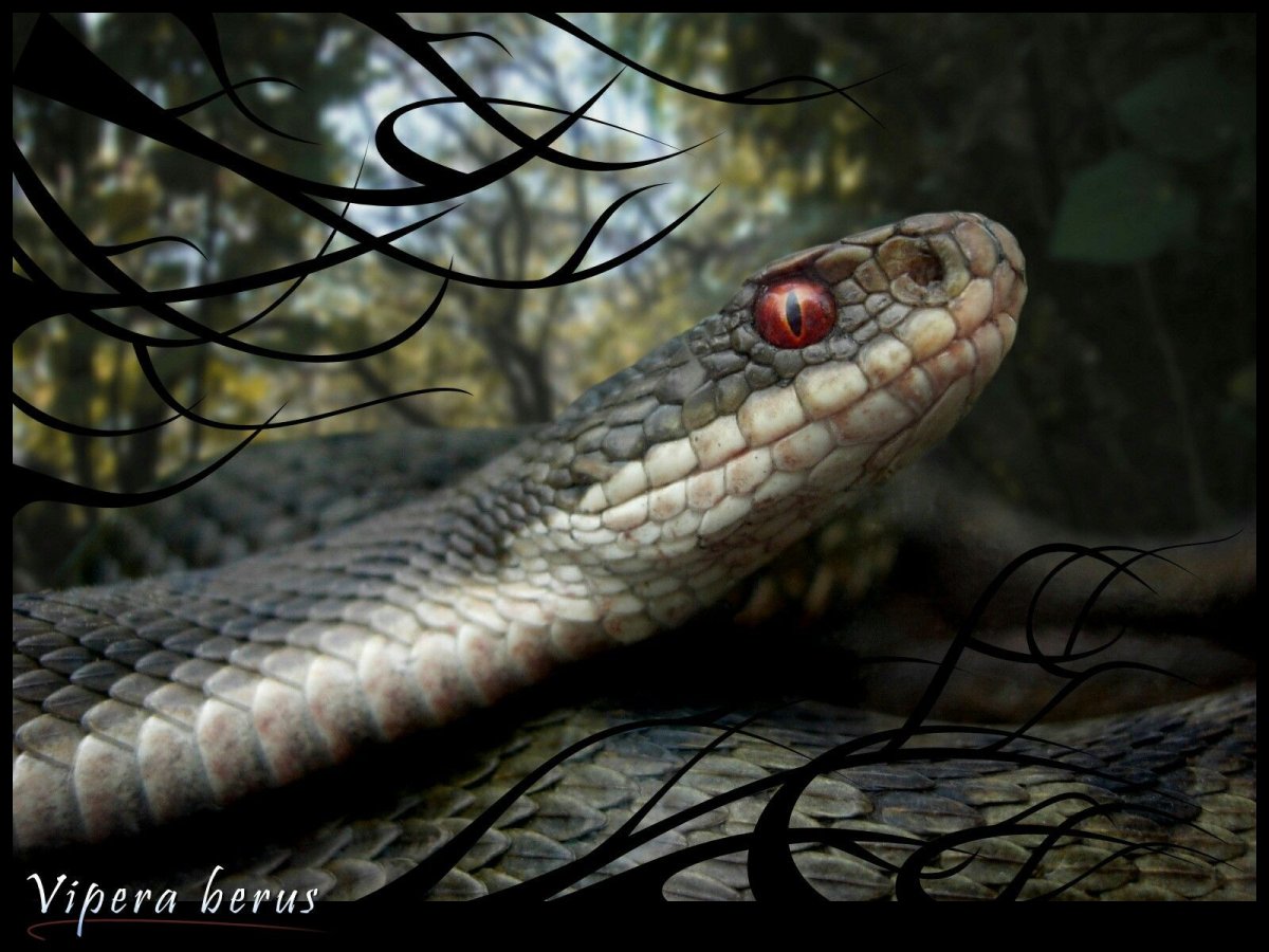 Королевская Кобра Нагайна