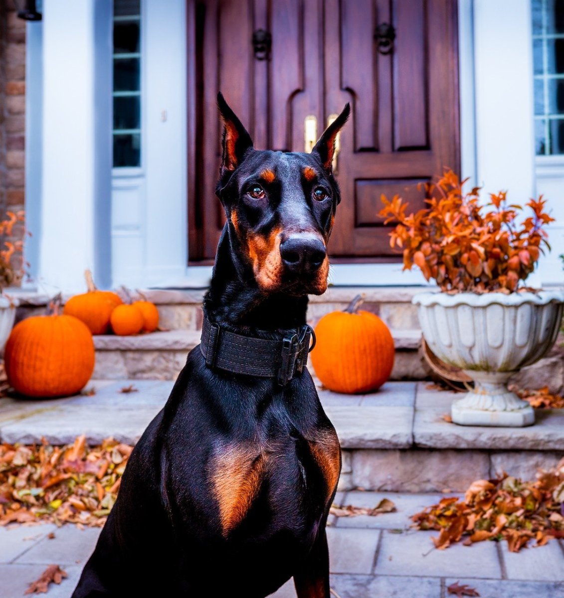 Ротвейлер и Доберман