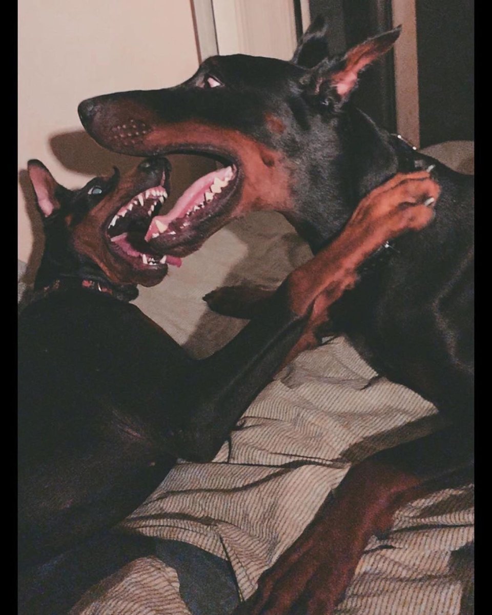 Доберман и корги