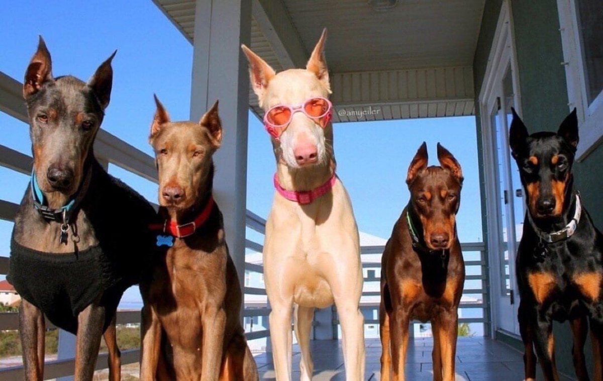 Доберман щенок